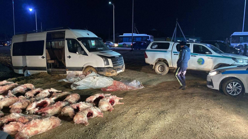 За отстрел свыше 120 сайгаков задержаны жители Кызылординской области